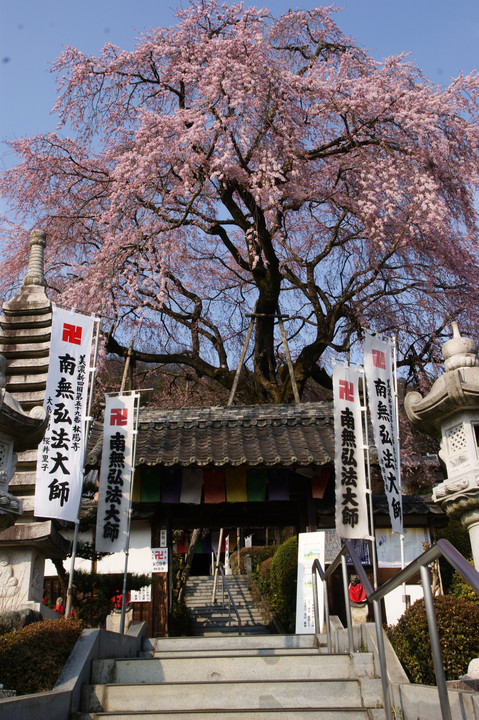 林陽寺の桜