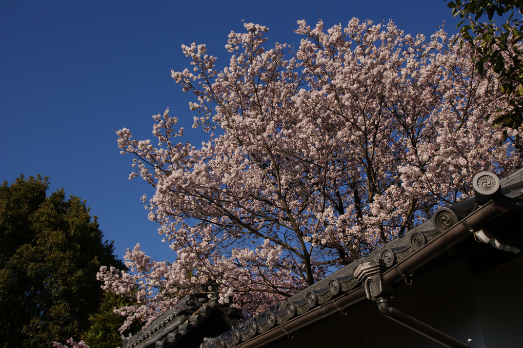 長誓寺の桜