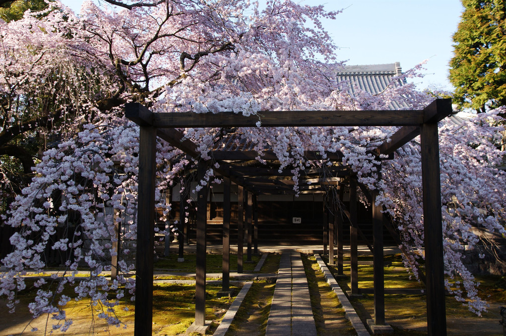 長誓寺の桜