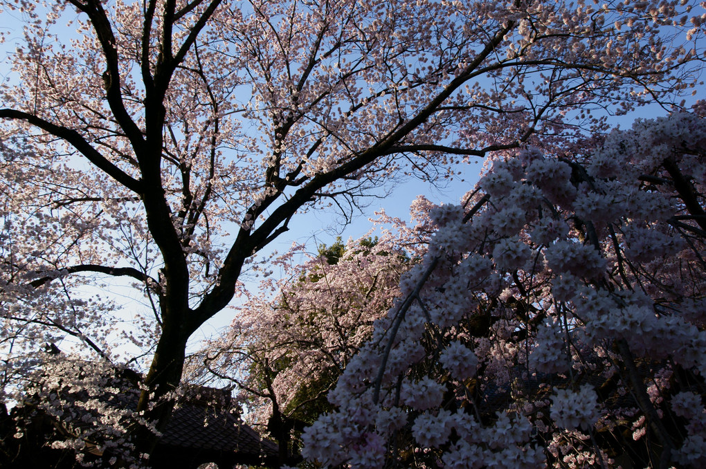 長誓寺の桜