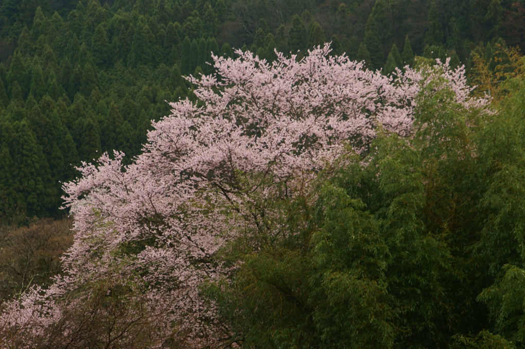 緑の木々に立つ一本桜