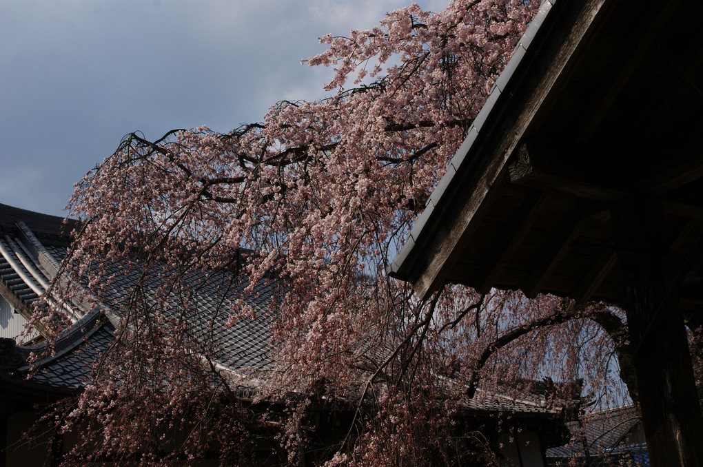 専通寺の枝垂れ桜