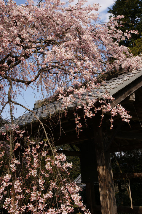 専通寺の枝垂れ桜