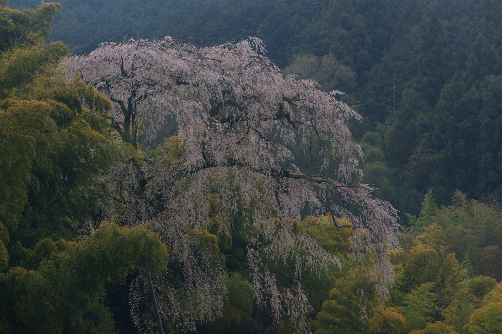山里に咲く霞桜