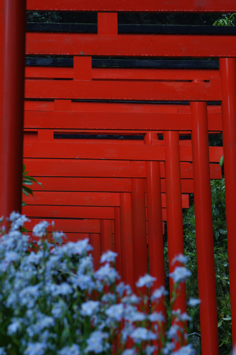 花と鳥居