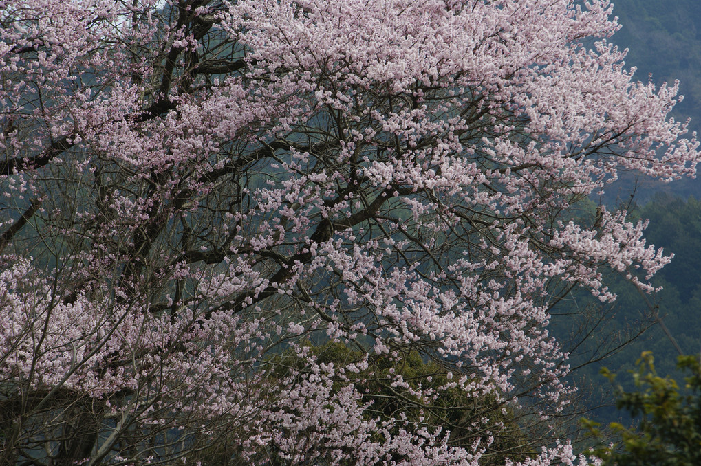 満開の彼岸桜