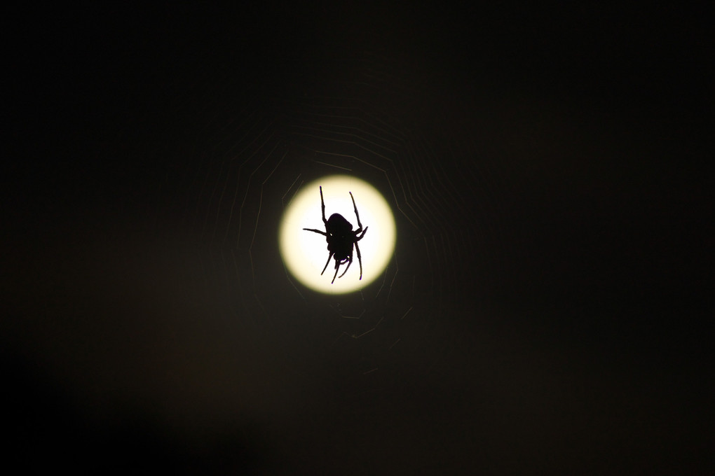 Spider on the moon