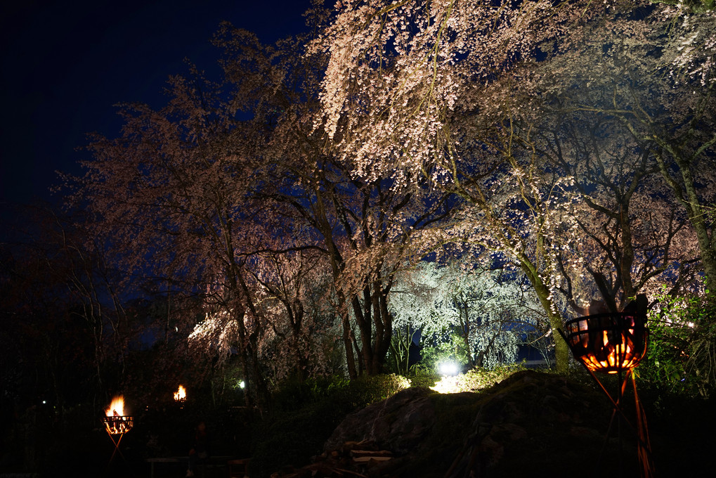 佐野藤右衛門の夜桜