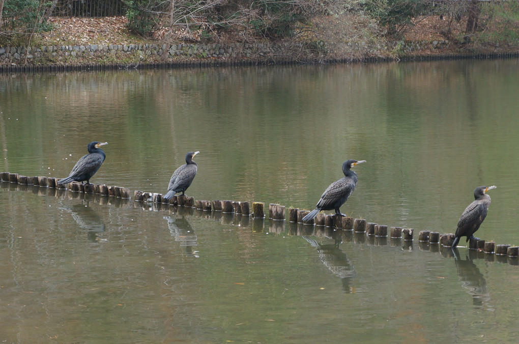 宝ヶ池の鳥達