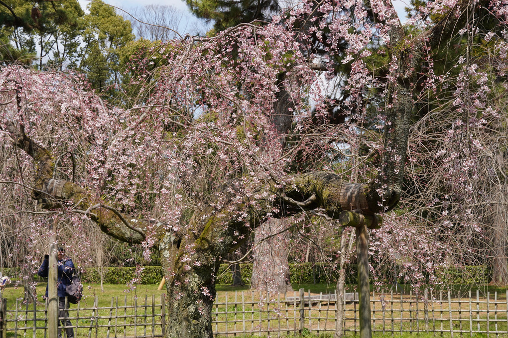 京都御苑その2(桜）