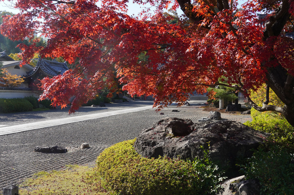 妙満寺の紅葉