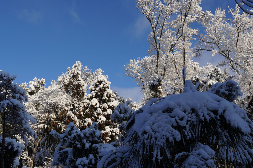 今日も積雪