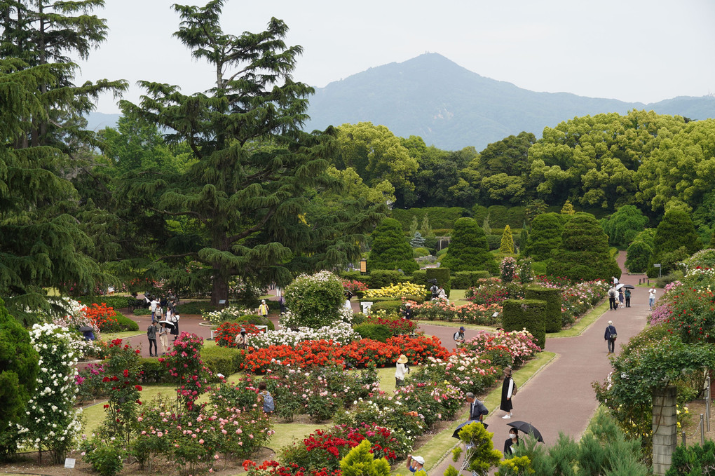 府立植物園へ。