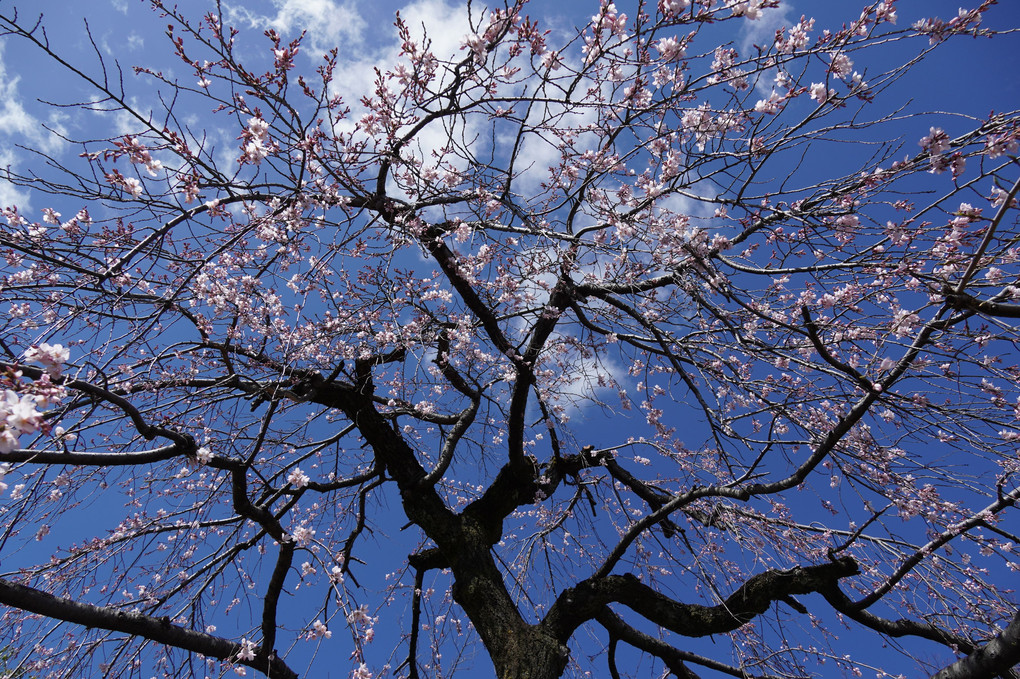 桜を撮りに