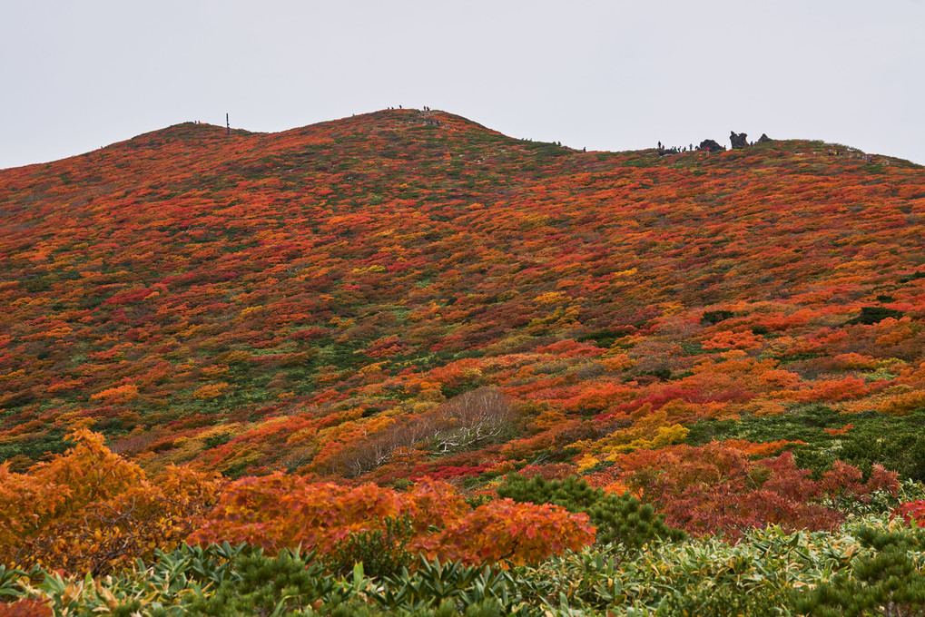 山粧う