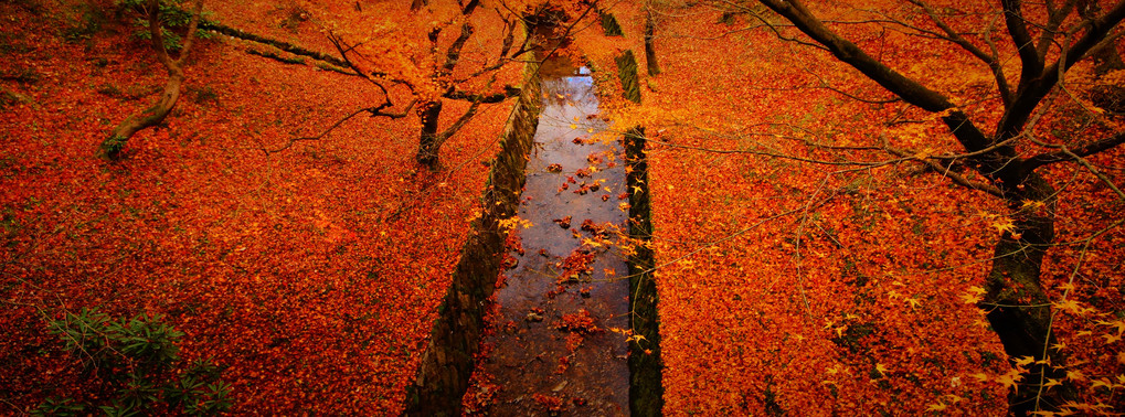 散紅葉の川