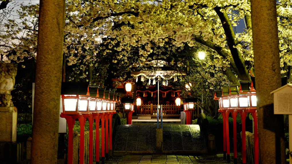 六孫王神社　夜桜