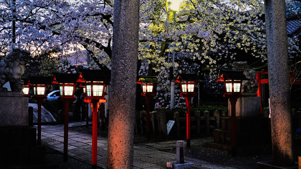 六孫王神社　夜桜