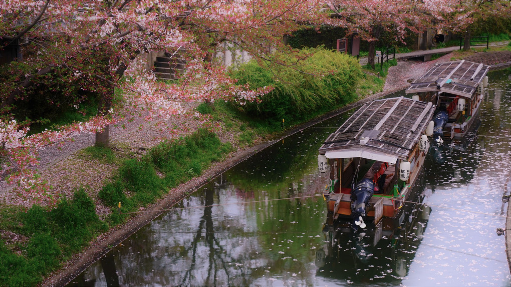 伏見運河　散り桜