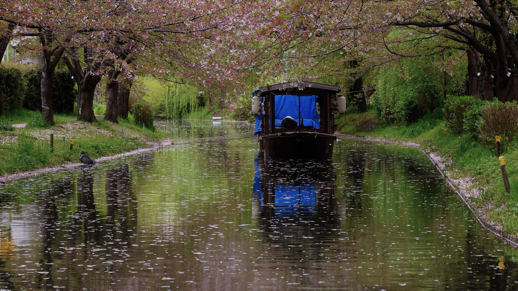 伏見運河　散り桜