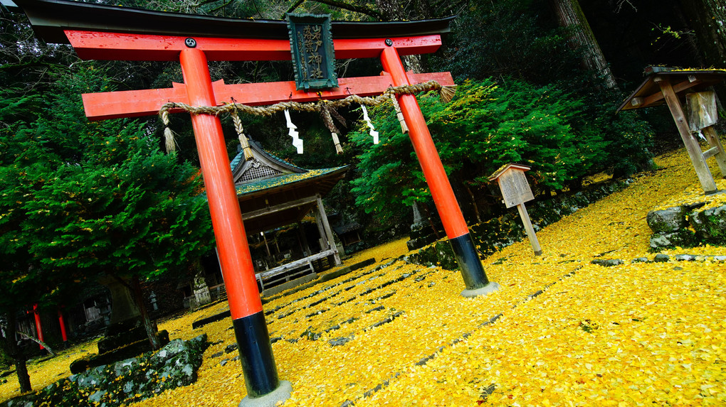 落葉　岩戸神社