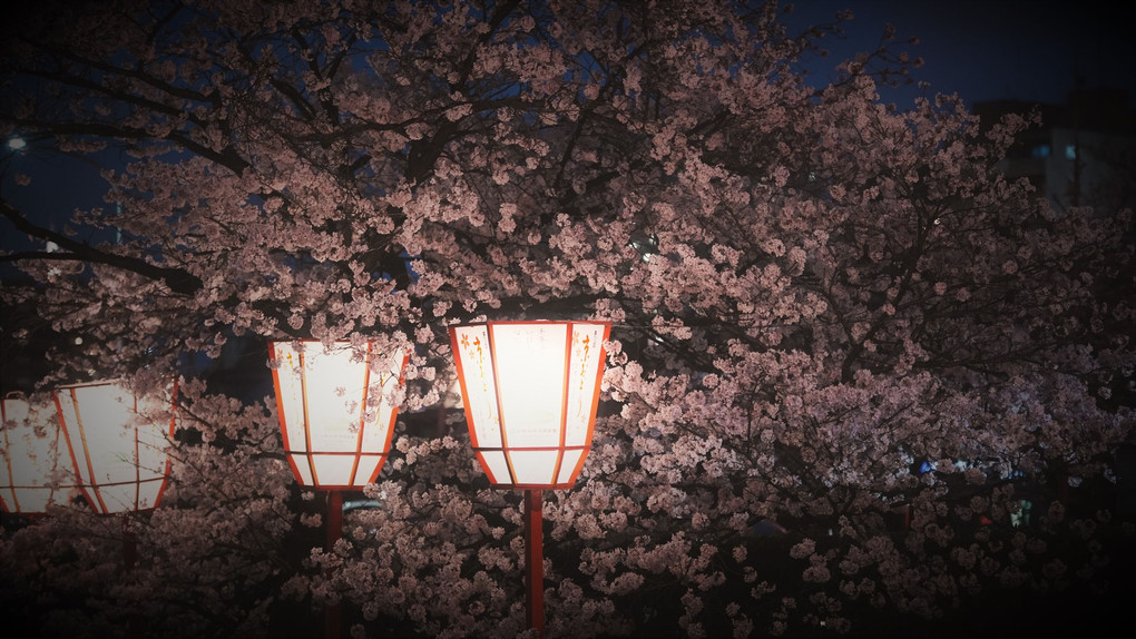 花街宮川町の夜桜