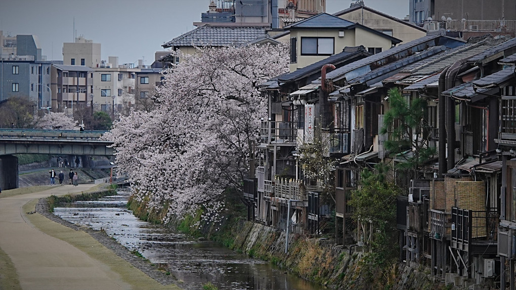 三条大橋の春景色