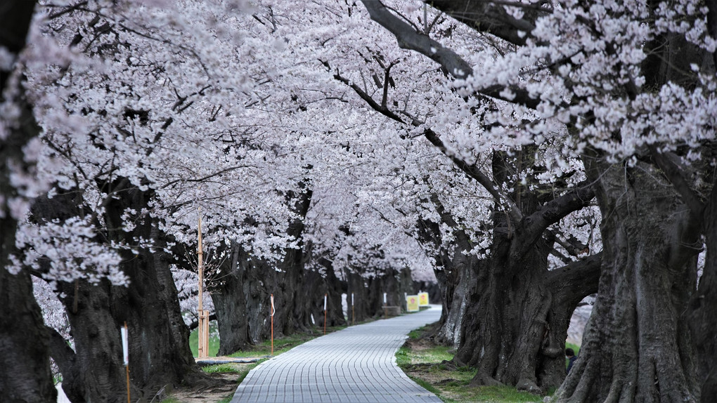 京都府　八幡市　背割提の桜