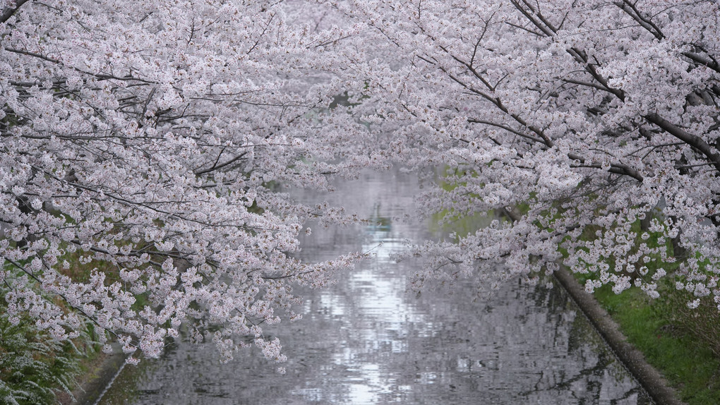 伏見運河の桜