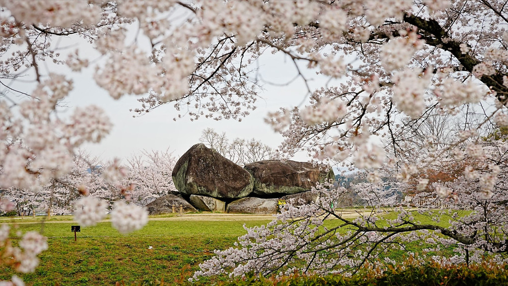 桜で縁取る石舞台