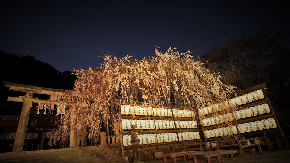 夜桜　大石神社
