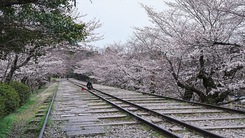 東山　蹴上　インクラインの桜