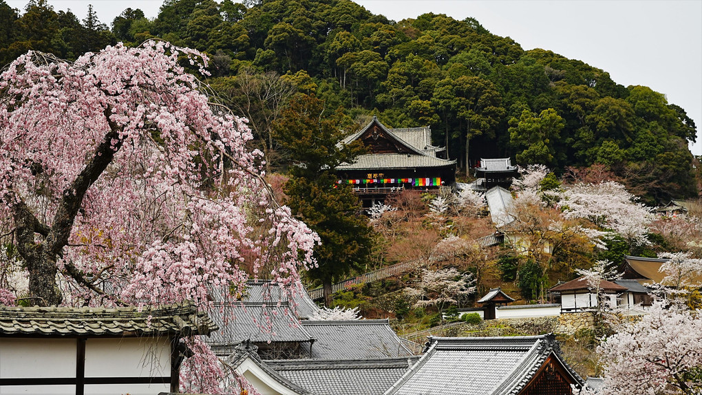 奈良　花の長谷寺