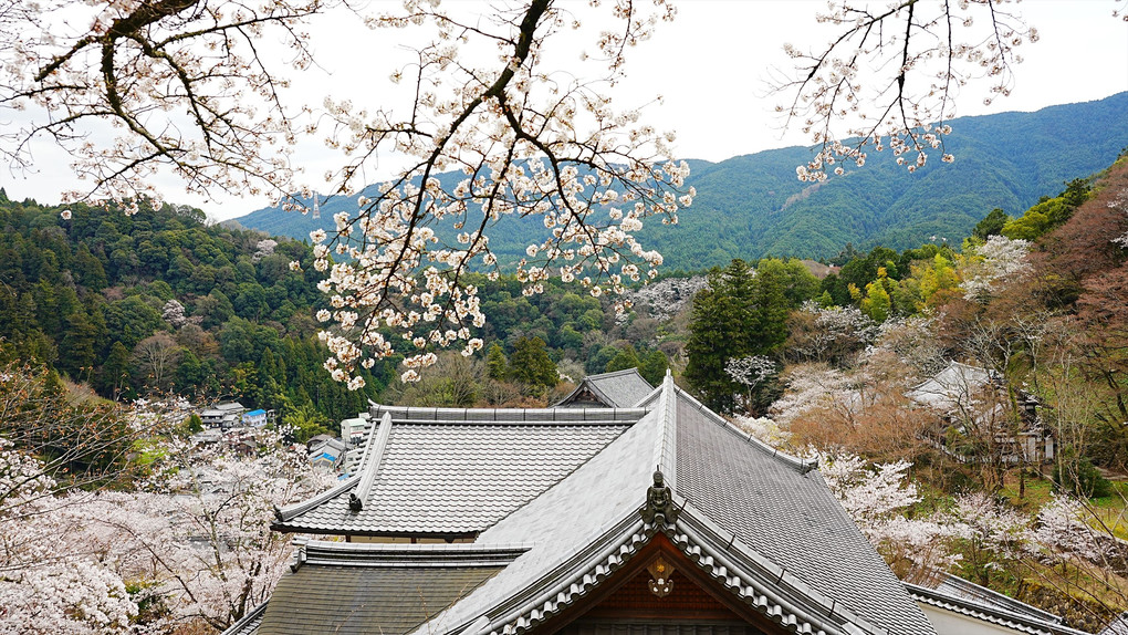 奈良　花の長谷寺