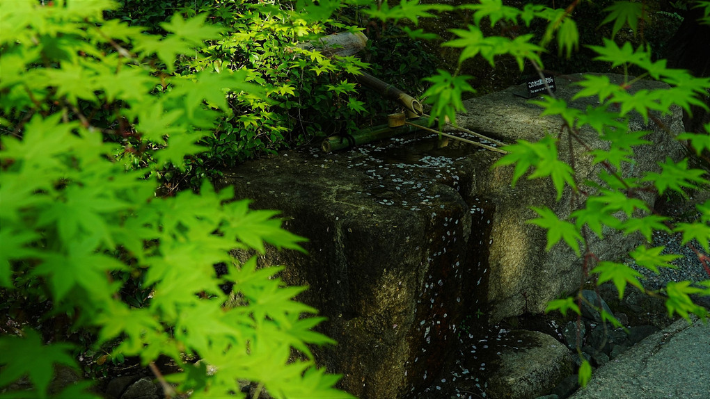 龍安寺　桜と新緑