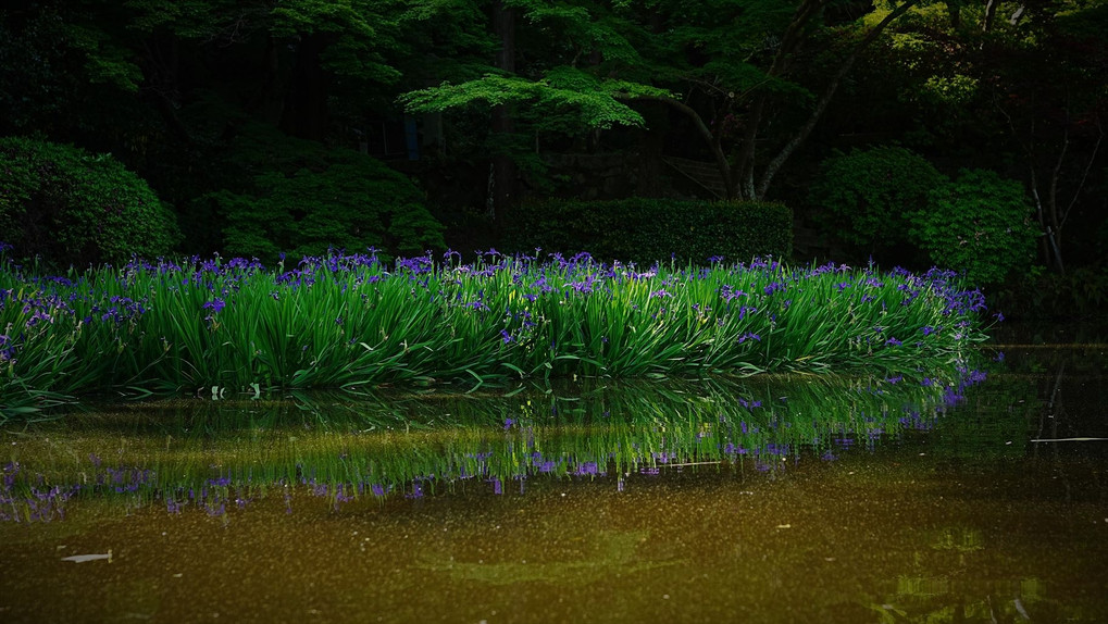 長岳寺　カキツバタの池巡り