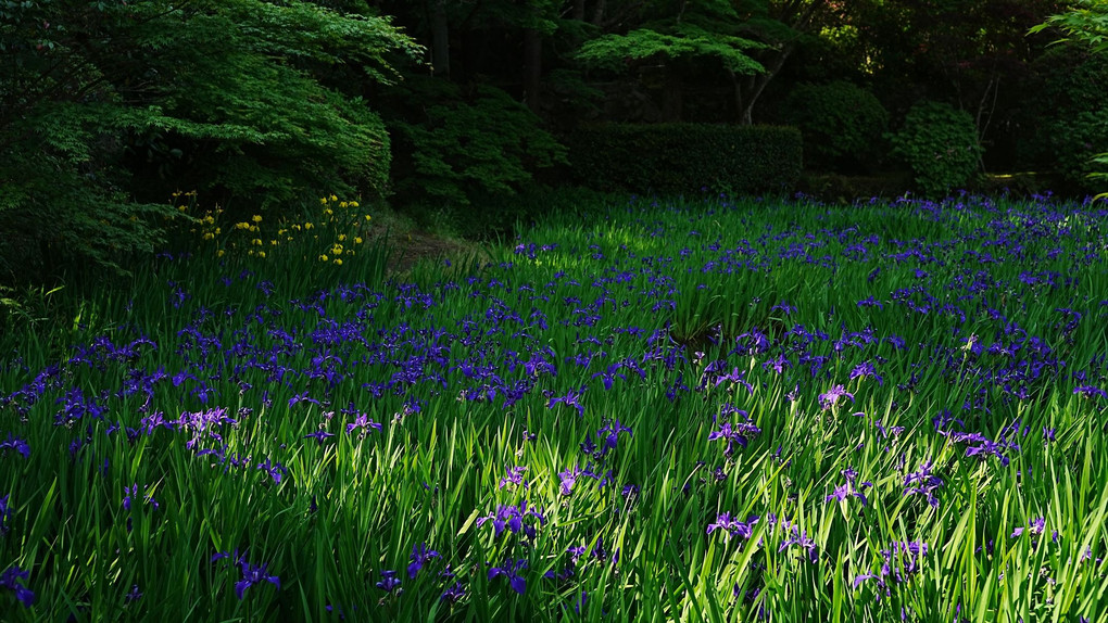 長岳寺　カキツバタの池巡り