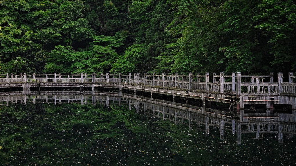 溜池の朽ちた木道