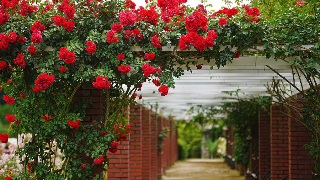 薔薇の回廊