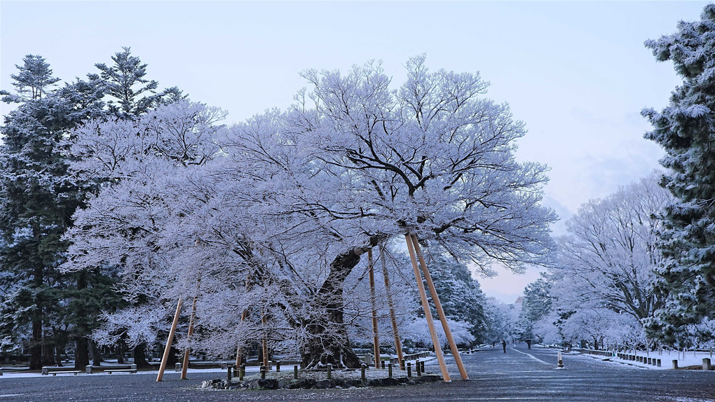 雪の京都御苑