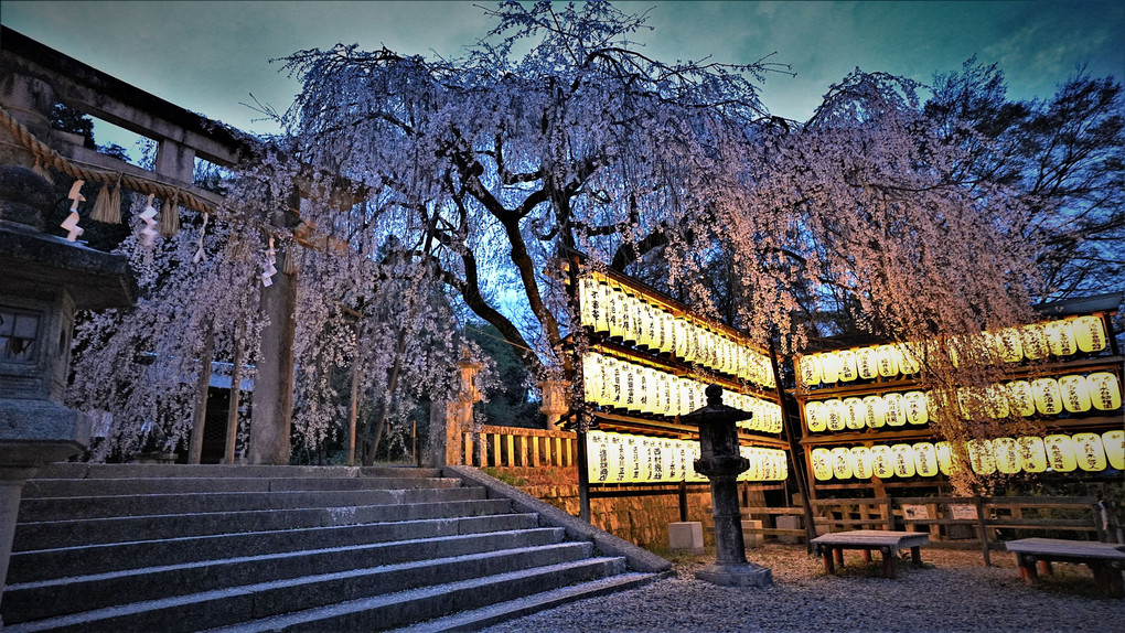 大石神社　夜桜
