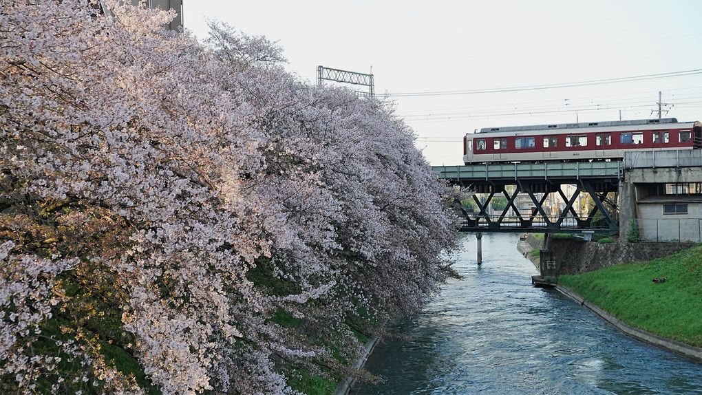 運河の桜と近鉄電車