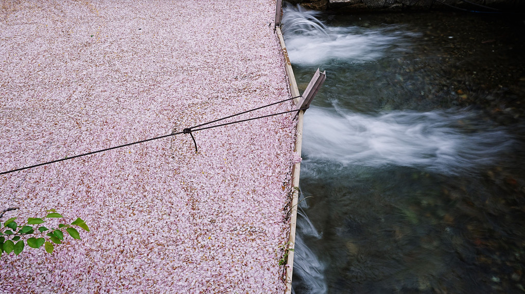 高瀬川の花筏
