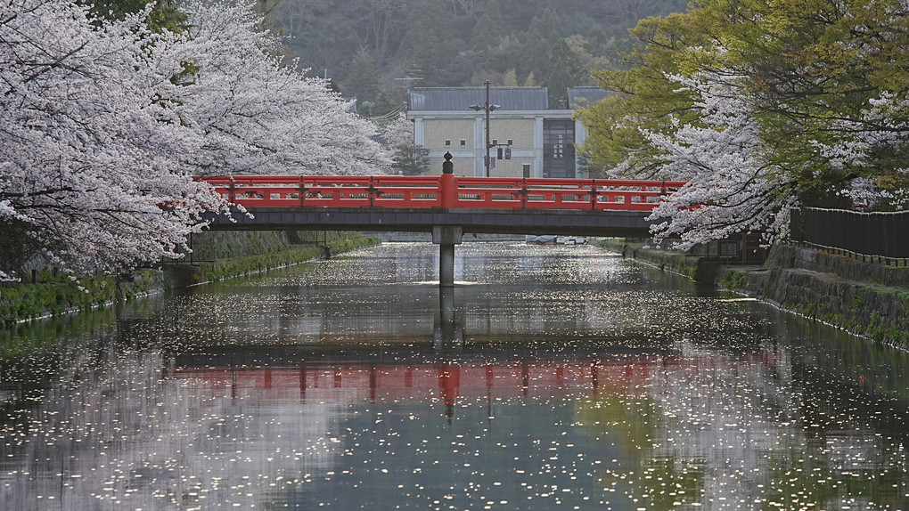 神宮橋の桜