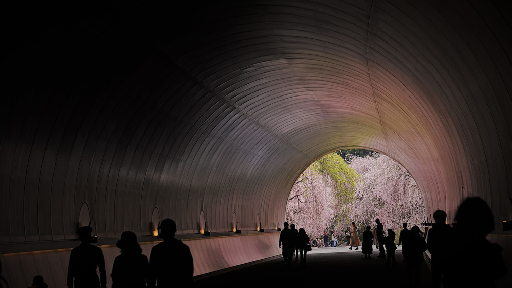 トンネル越しの枝垂れ桜