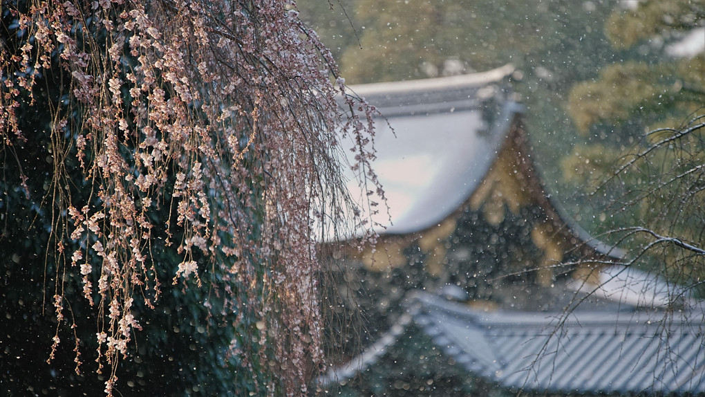 雪の京都御苑　枝垂れ桜