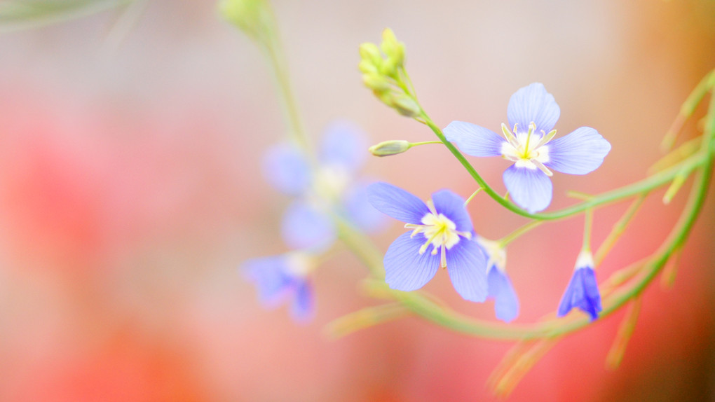 紅色背景の青い小花