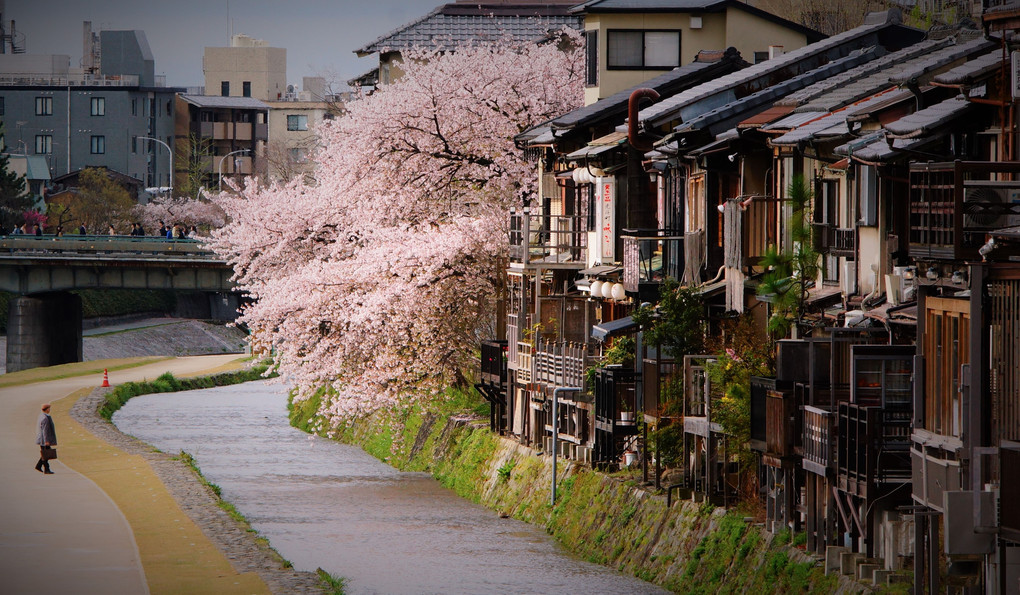 先斗町　お茶屋の家並みと桜。