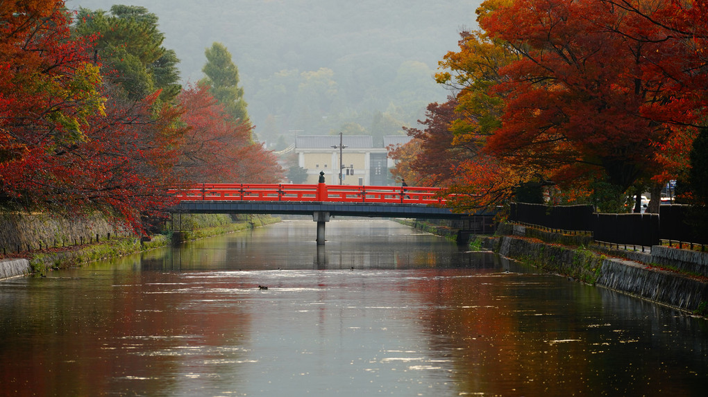 秋　朝の神宮橋
