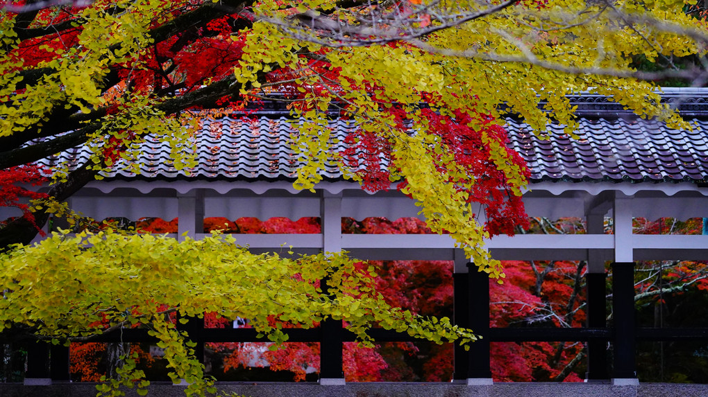 南禅寺　八景